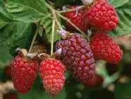 loganberry