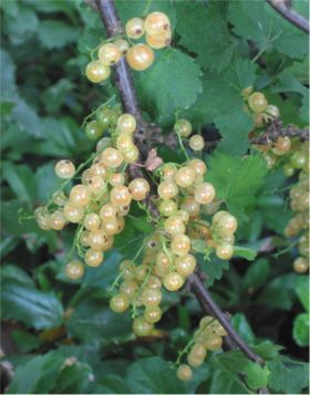 witte-bes-2