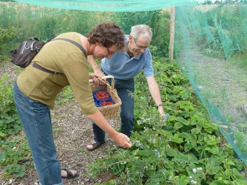 blauwe bessen plukken bij pluktuin de bosrand 02